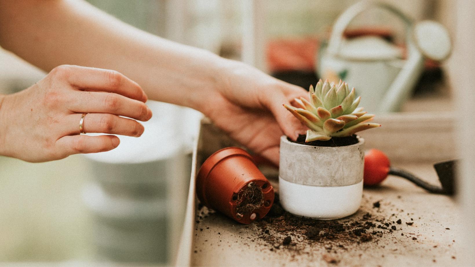 Guia Completo Para Cultivar Suculentas Da Escolha Ao Cultivo Dica De